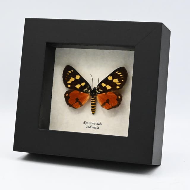 Real red Noctuid moth framed taxidermy - Episteme hebe - female
