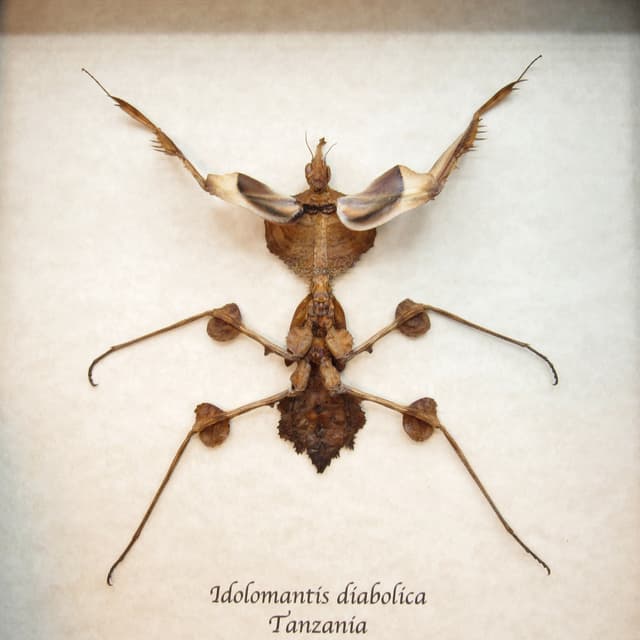 Real Devils Flower Mantis framed taxidermy - Idolomantis diabolica - XL nymph