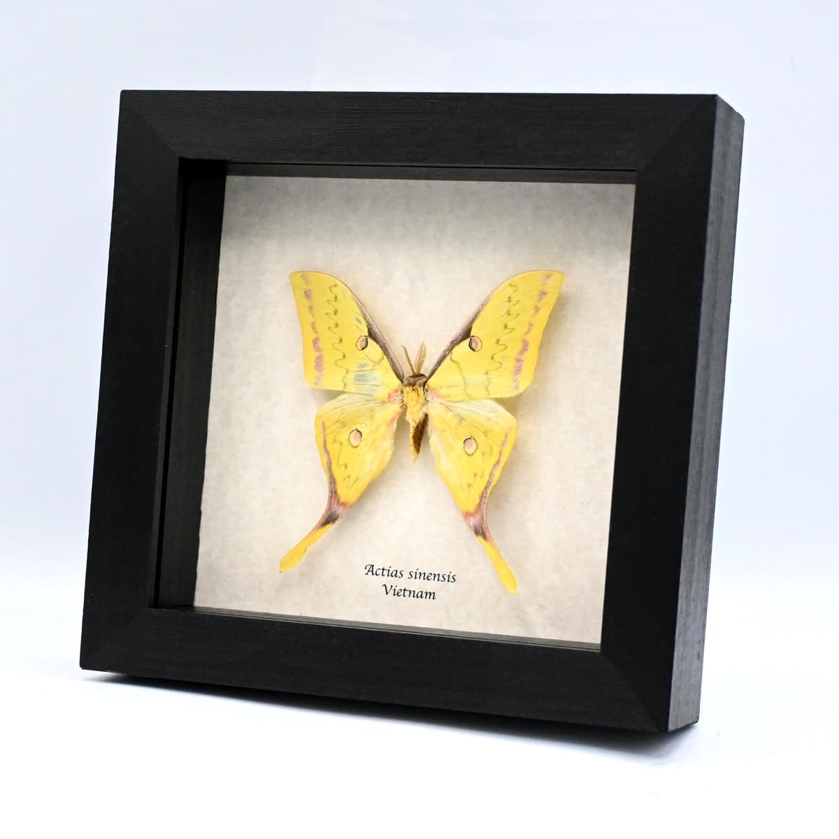 Real Golden Moon moth framed taxidermy - Actias sinensis