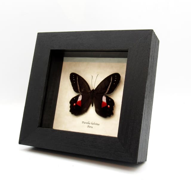 Rare Red Washed Satyr butterfly framed taxidermy - Pierella helvina