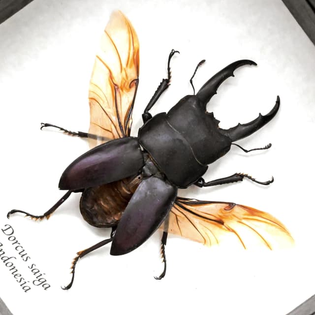 Real  Stag beetle framed taxidermy - Dorcus saiga