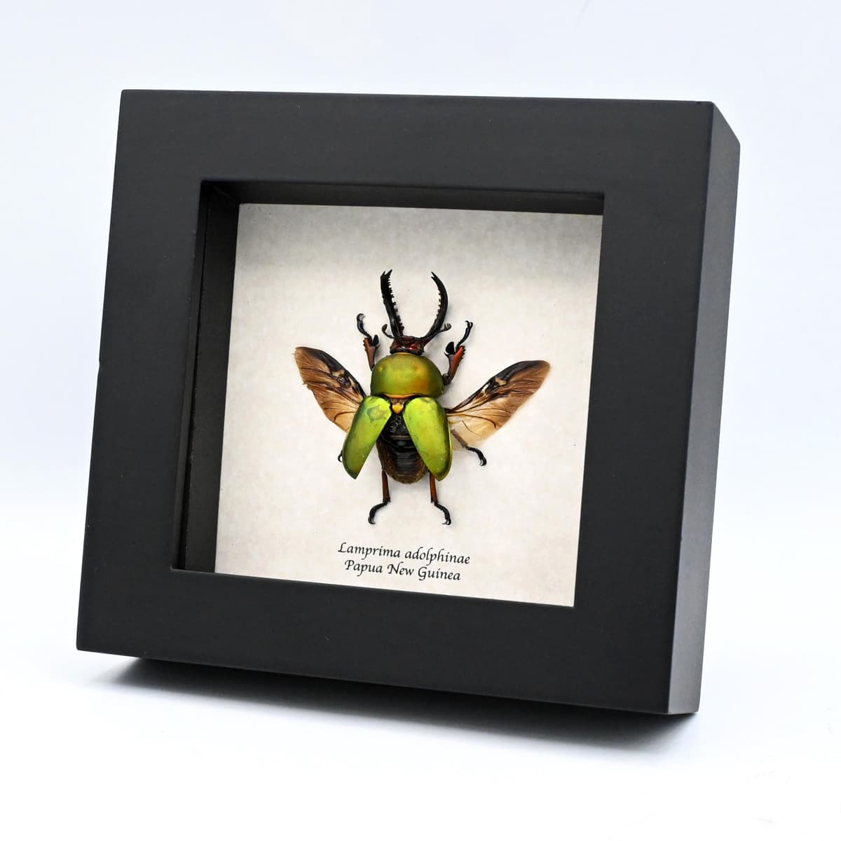Real Stag beetle framed taxidermy - Lamprima adolphinae