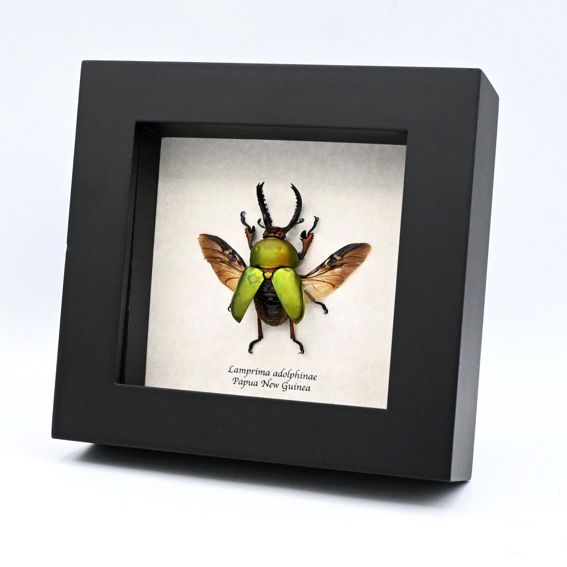 Real Stag beetle framed taxidermy - Lamprima adolphinae