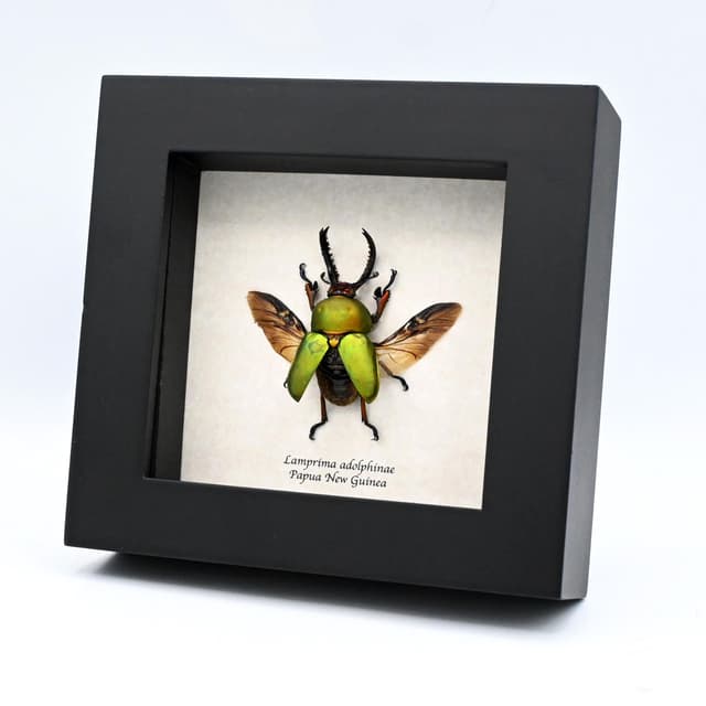 Real Stag beetle framed taxidermy - Lamprima adolphinae