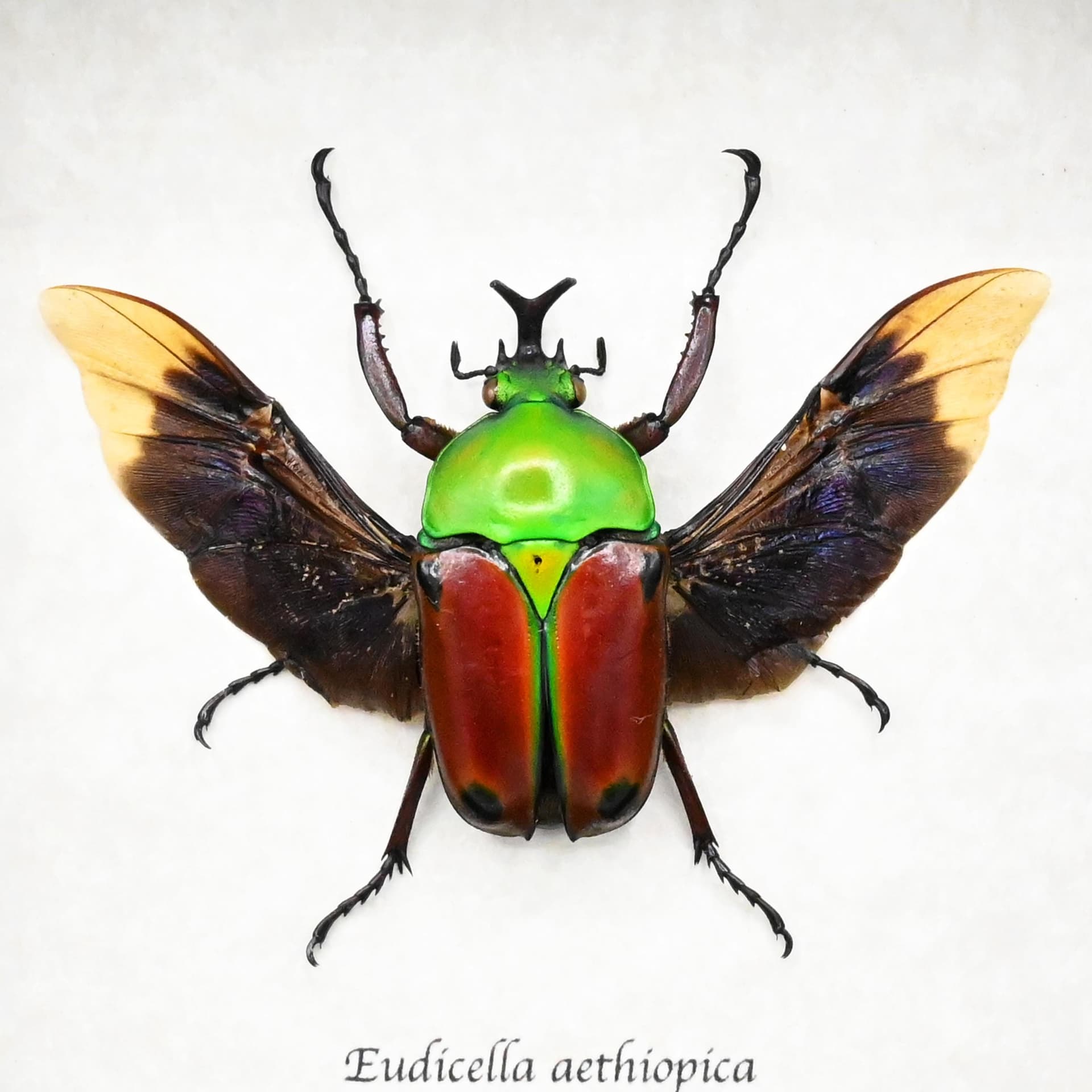 Rare red Scarab beetle framed taxidermy - Eudicella aethiopica