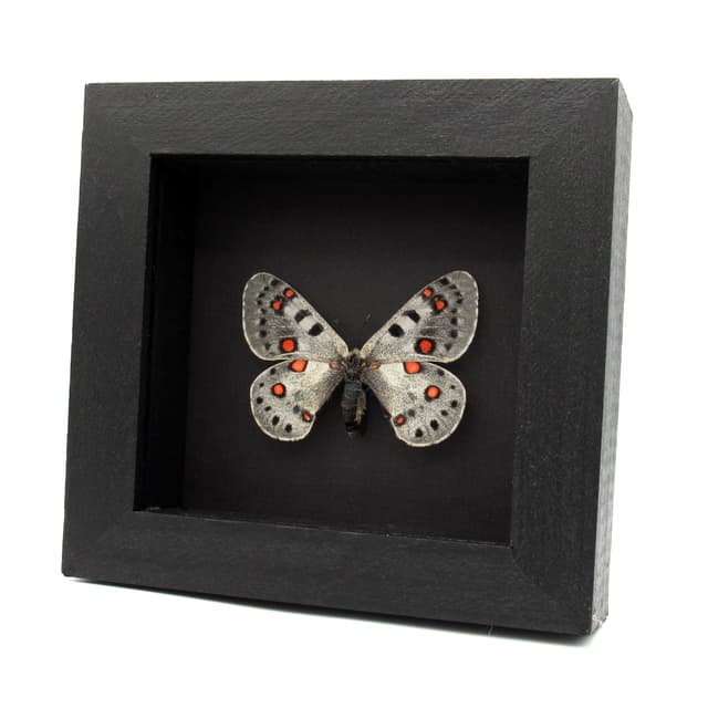 Real Snow Apollo butterfly framed taxidermy - Parnassius apollonius alpinus - large female