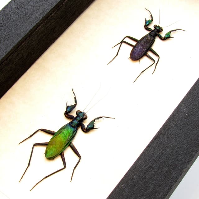 Real metallic framed mantis taxidermy - Metallyticus splendidus - M+F Pair