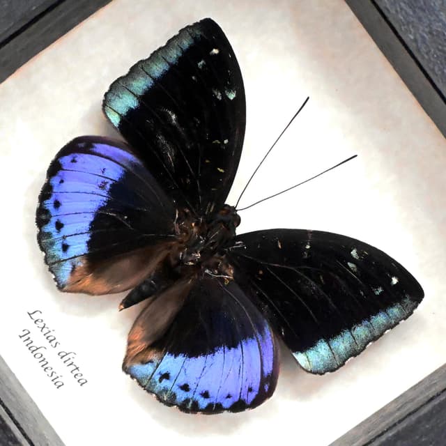 Real purple metallic butterfly framed taxidermy - Lexias dirtea