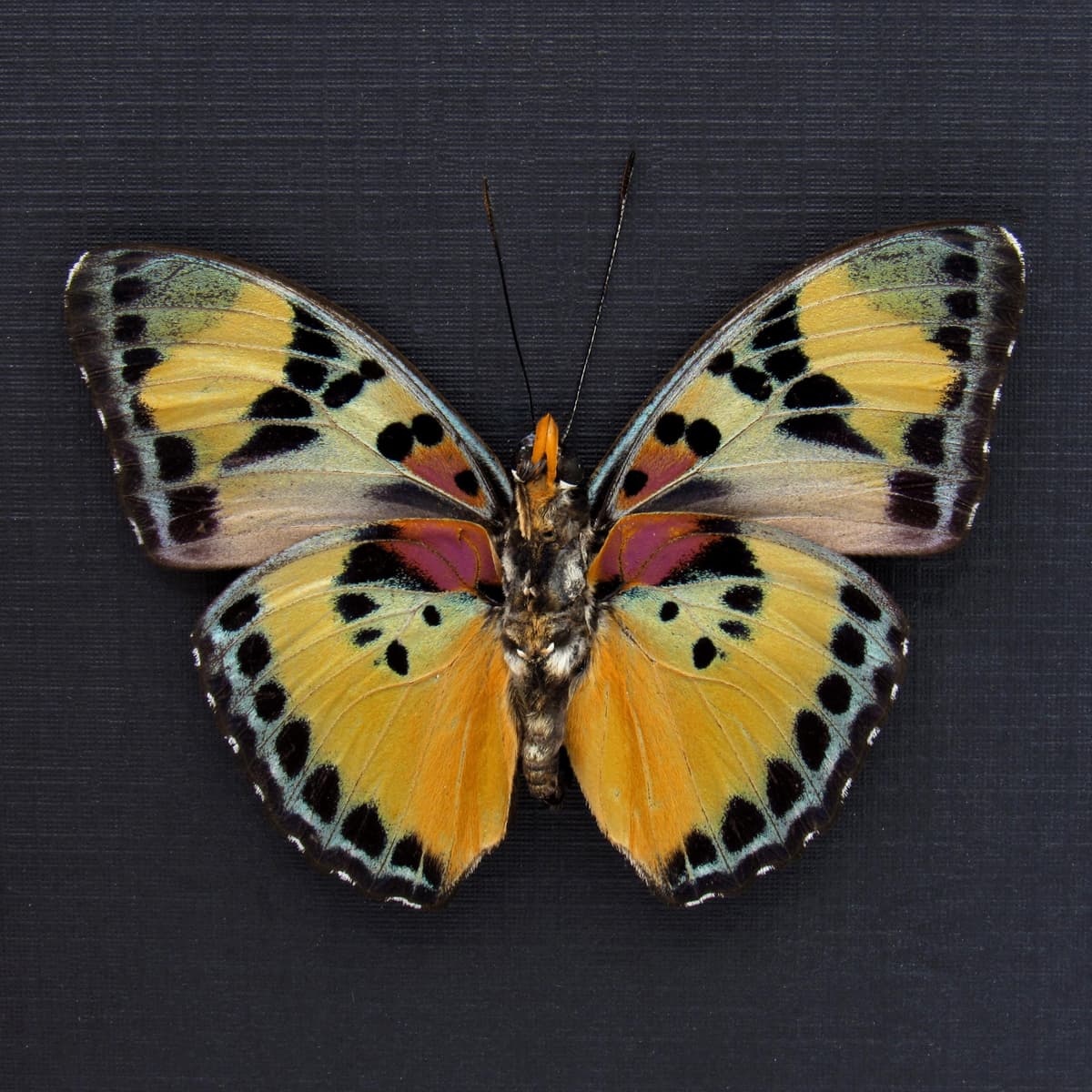 Rare Forester butterfly framed specimen - Euphaedra justicia