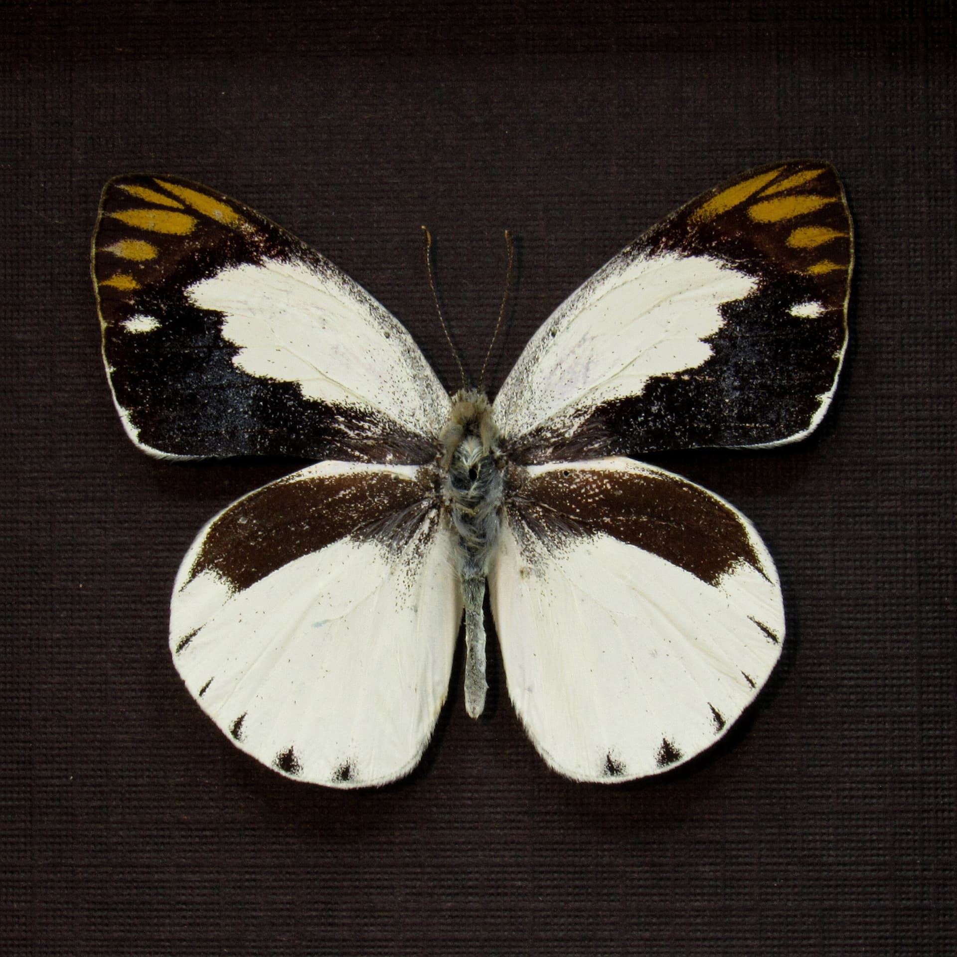 Real Banded Gold Tip butterfly framed taxidermy - Colotis eris