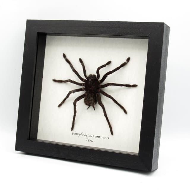 Real XL Bolivian Blue Leg Birdeater Tarantula framed taxidermy - Pamphobeteus antinous - female