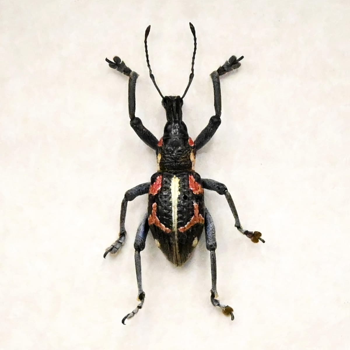 Real Weevil framed beetle taxidermy - Curculionidae species