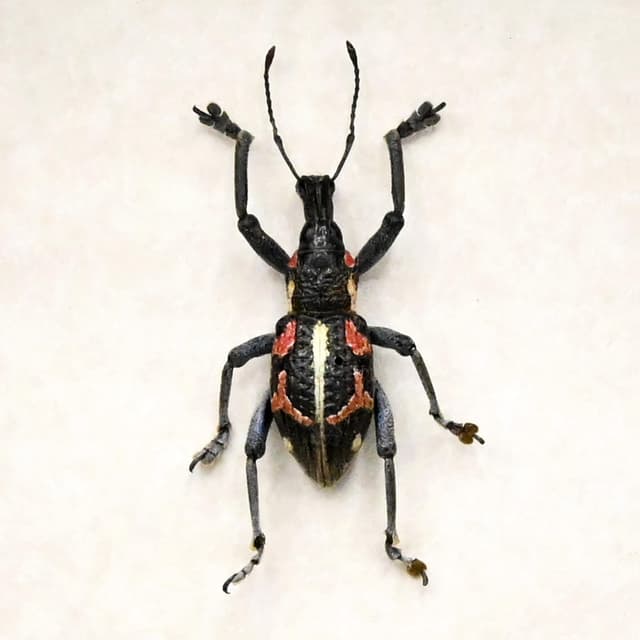 Real Weevil framed beetle taxidermy - Curculionidae species