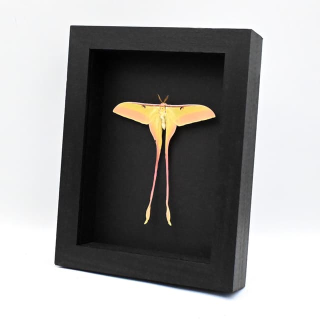 Rare pink Chinese Moon Moth framed - Actias dubernardi - Victorian mount