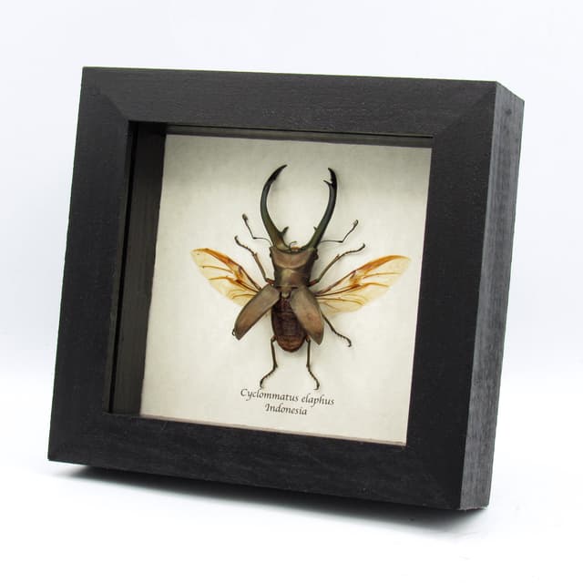 Real giant Stag beetle framed taxidermy - Cyclommatus elaphus