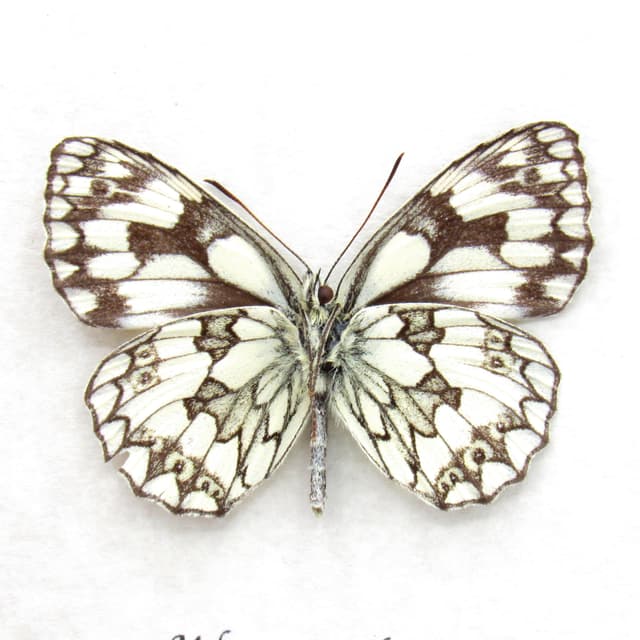 Real black and white butterfly framed taxidermy - Melanargia galatea