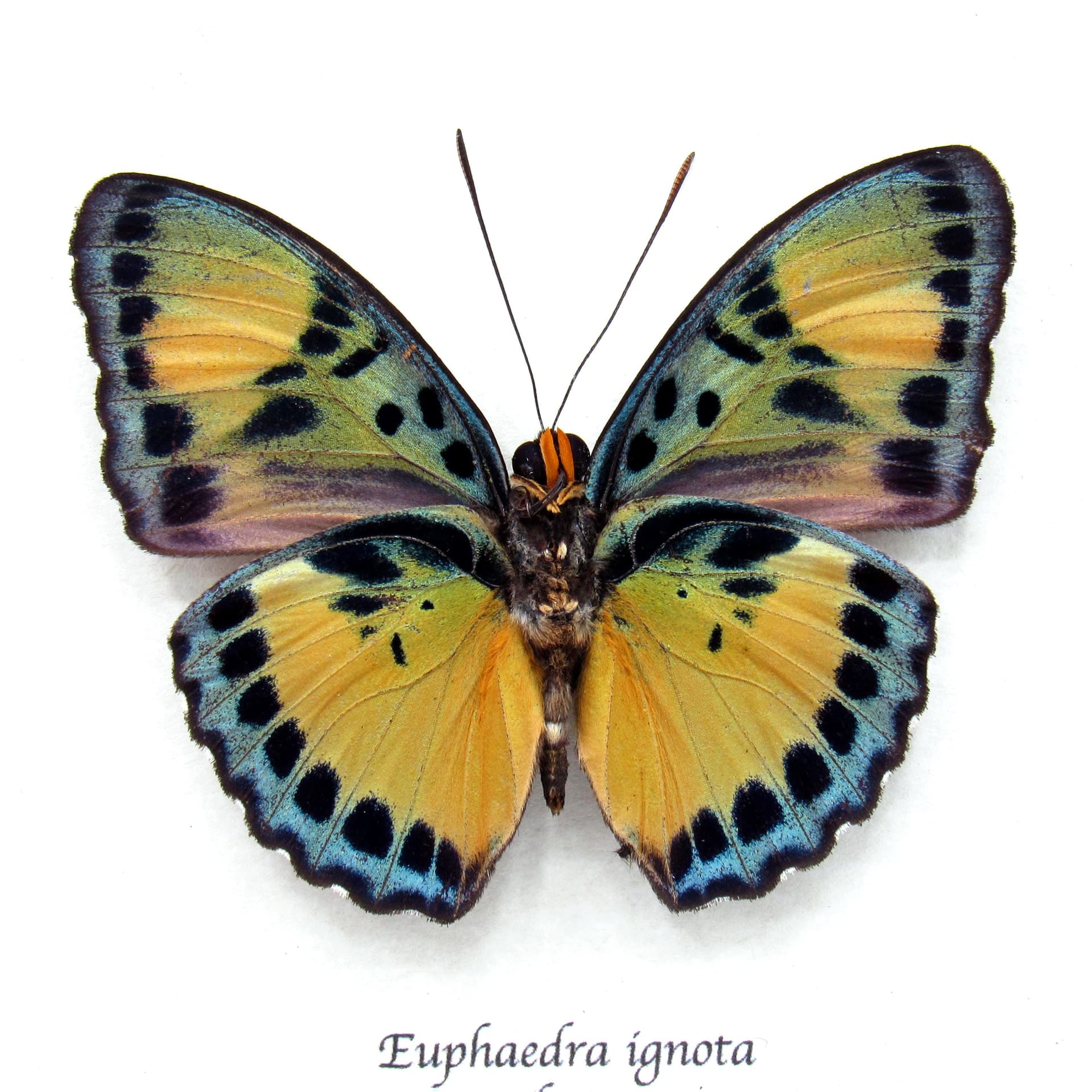 Rare Ghana Ceres Forester butterfly framed taxidermy - Euphaedra ignota
