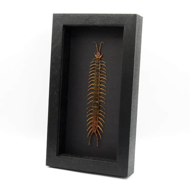 Real Giant Tanzanian Blue Ringleg Centipede framed taxidermy - Scolopendra morsitans