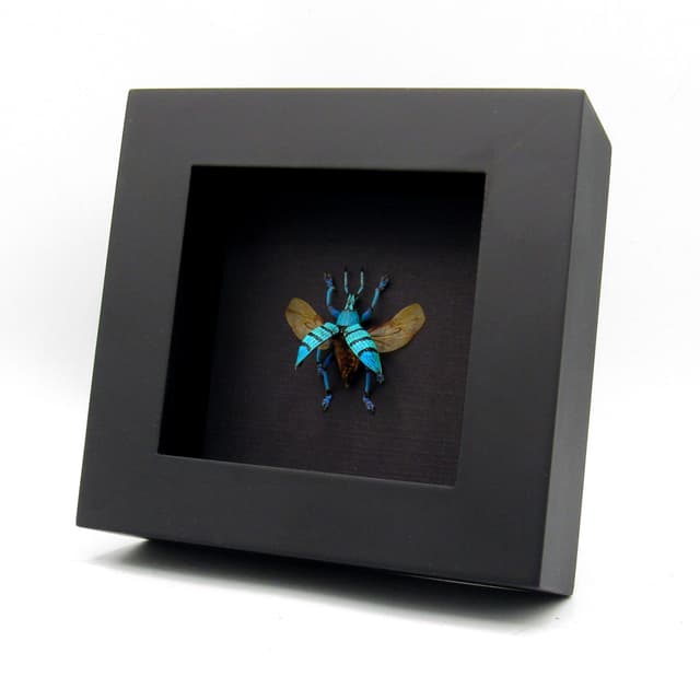 Real blue weevil framed taxidermy - Eupholus geoffroyi - wings open