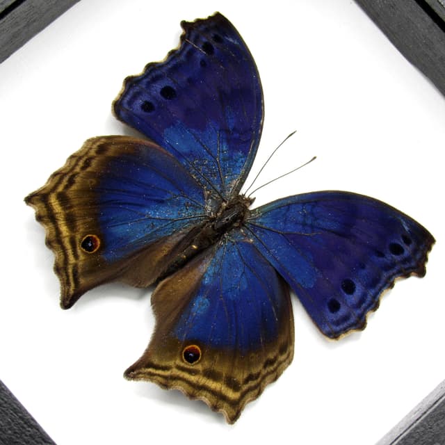 Real Blue Mother of Pearl butterfly framed taxidermy - Protogoniomorpha temora