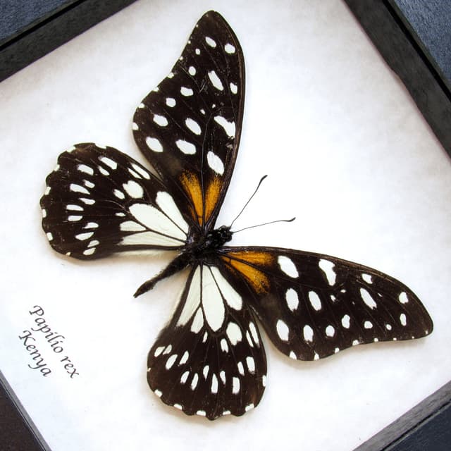 Rare Regal Swallowtail butterfly framed taxidermy - Papilio rex