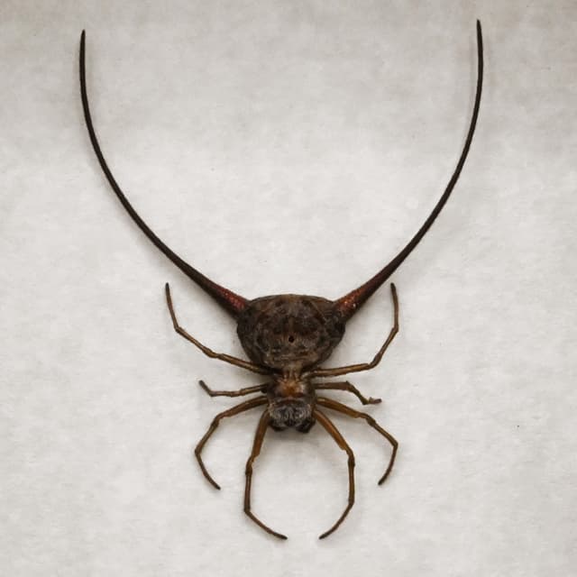 Real Orb Weaver Spider framed - Gasteracantha arcuata