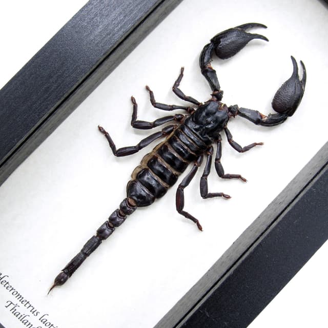 Real XL scorpion framed taxidermy - Heterometrus laoticus