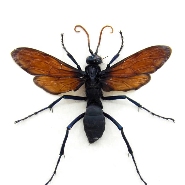 Rare XL Tarantula Hawk Wasp framed taxidermy - Pepsis heros - female - 3.15 inch wingspan