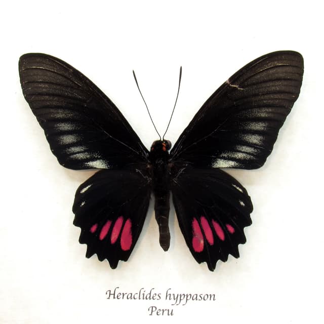 Rare pink Swallowtail butterfly framed taxidermy - Heraclides hyppason