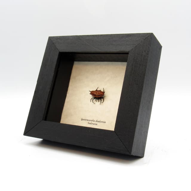 Real tiny Orb Weever Spider framed taxidermy - Gasteracantha diadesmia