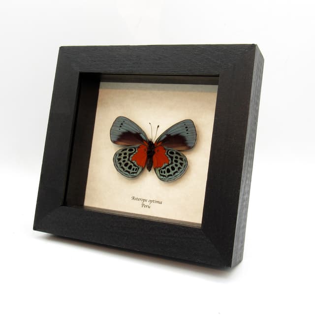 Real framed taxidermy butterfly - Asterope optima - large female