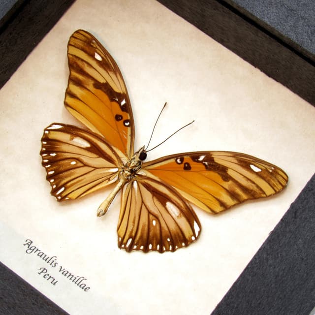 Real metallic silver Gulf Fritillary butterfly framed - Agraulis vanillae maculosa