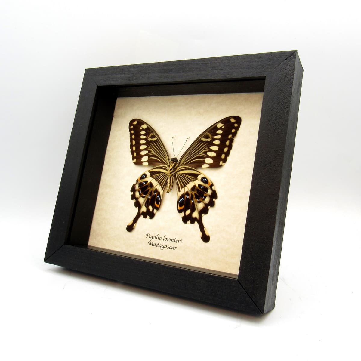 Real butterfly framed taxidermy - Papilio lormieri