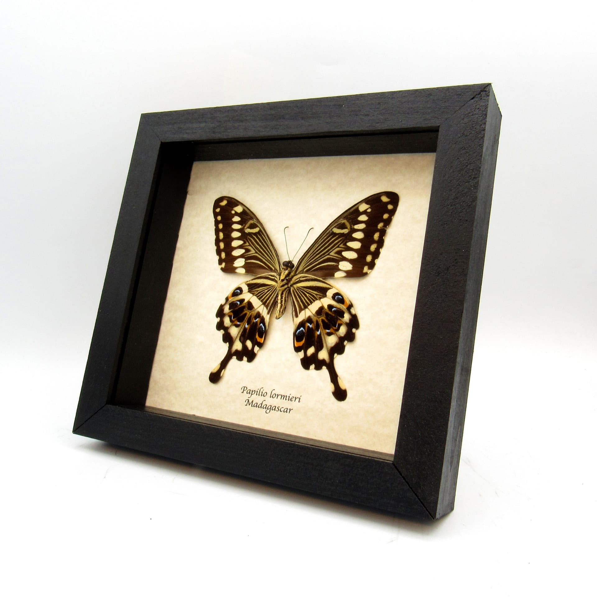 Real butterfly framed taxidermy - Papilio lormieri