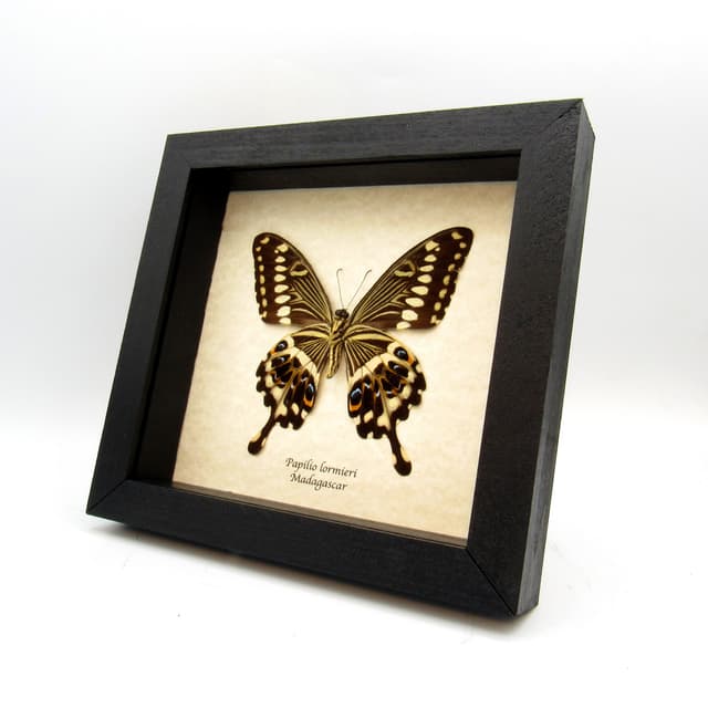Real butterfly framed taxidermy - Papilio lormieri
