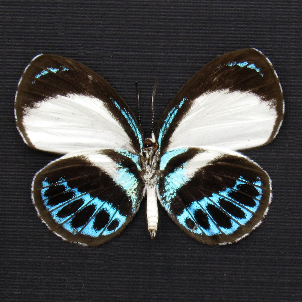 Real blue butterfly framed taxidermy - Danis species - female