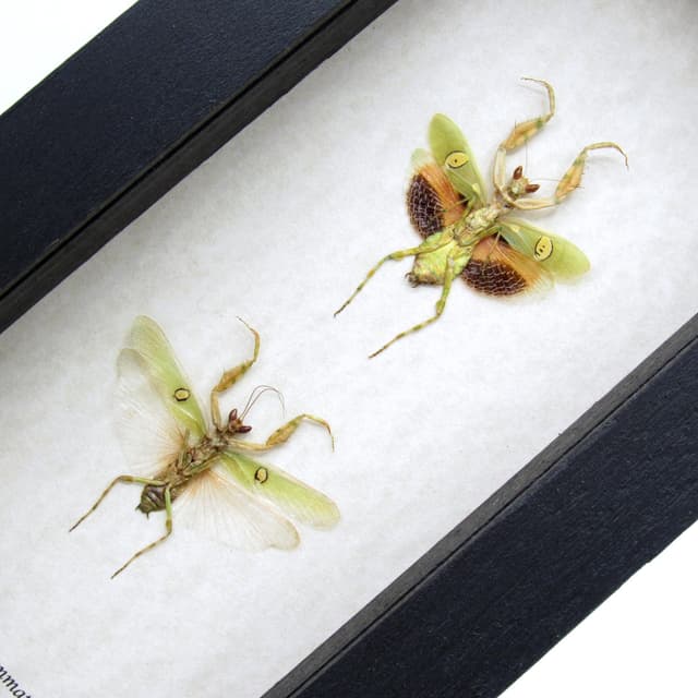 Real Indian Flower Mantis framed taxidermy - Creobroter gemmatus - M+F pair