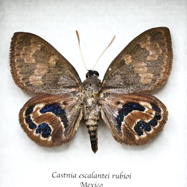 Rare metallic blue Castnia moth framed taxidermy - Castnia escalantei rubioi