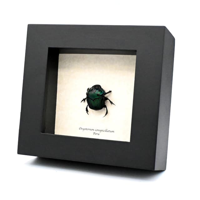 Real metallic green dung beetle framed taxidermy - Oxysternon conspicillatum - female