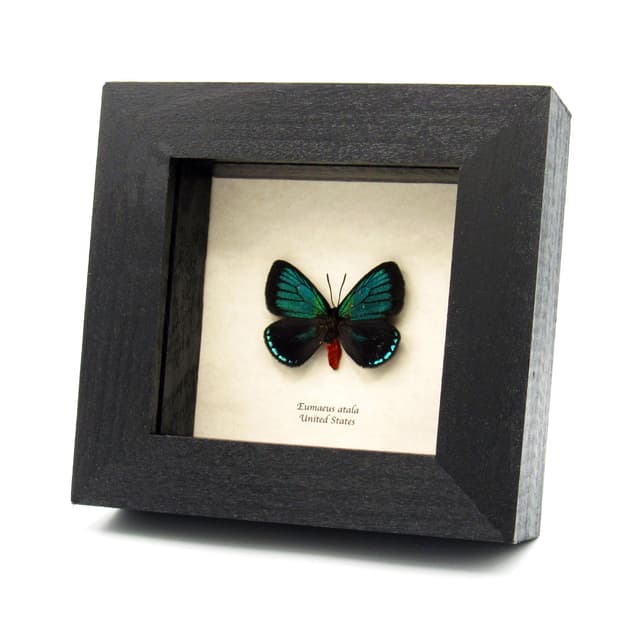 Real Coontie Hairstreak butterfly framed taxidermy - Eumaeus atala