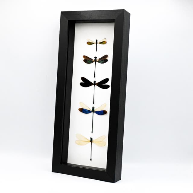 Real Dragonfly collection framed taxidermy