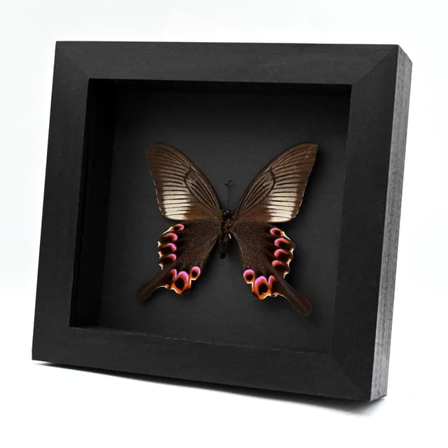 Large Black and Purple Peacock butterfly framed taxidermy - Papilio arcturus - female