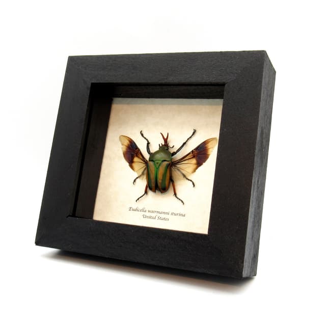 Real framed taxidermy flower beetle - Eudicella woermanni iturina