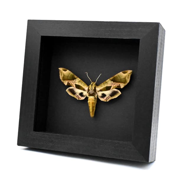 Real Pandora Sphinx moth framed taxidermy - Eumorpha pandorus - XL female