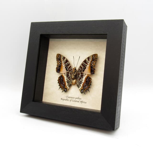 Real Black-bordered Charaxes butterfly framed taxidermy - Charaxes pollux