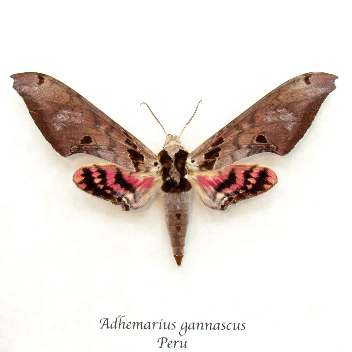 Large pink Sphinx moth framed taxidermy - Adhemarius gannascus - 2