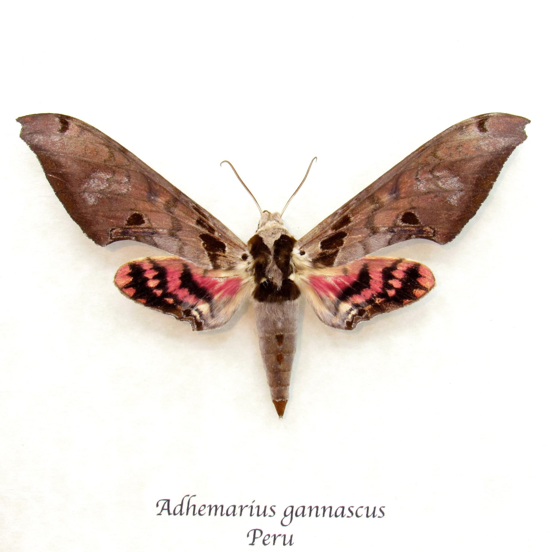 Large pink Sphinx moth framed taxidermy - Adhemarius gannascus - 2