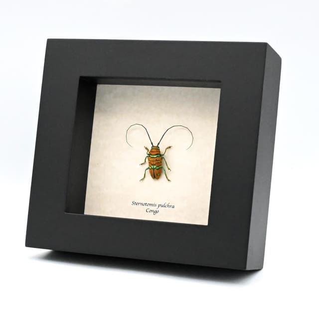 Real framed taxidermy Longhorn beetle - Sternotomis pulchra