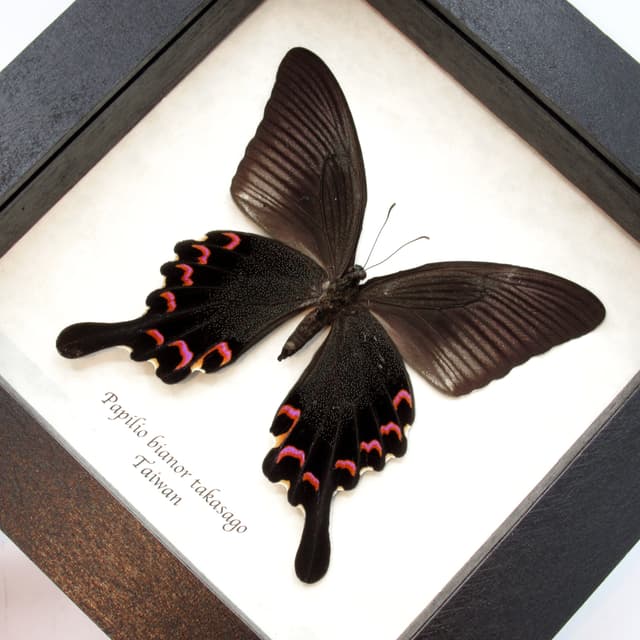Real purple Peacock Swallowtail butterfly framed taxidermy - Papilio bianor takasago