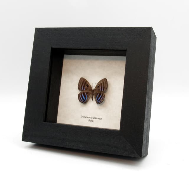 Rare blue Metalmark butterfly framed taxidermy - Mesosemia erinnya